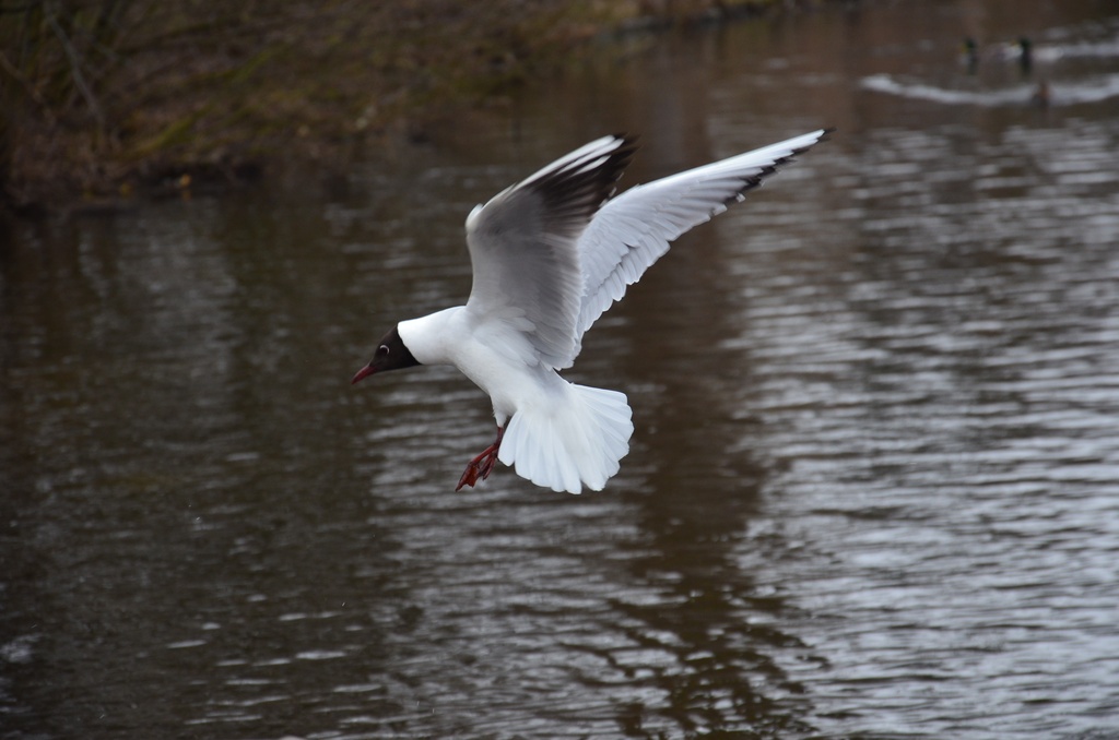 2018-04-14 Copenhagen/Utterslev Mose/DSC_0156.JPG